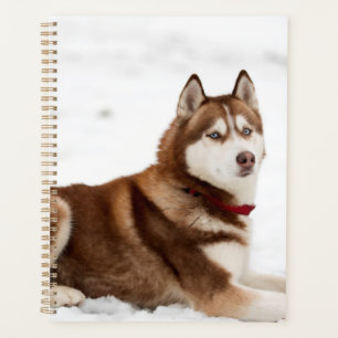 Portrait de Husky Sibérien
