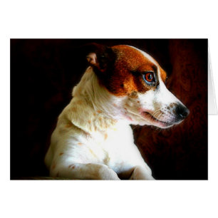 Portrait de Jack Russell