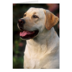 Portrait De Labrador Retriever, Hilton