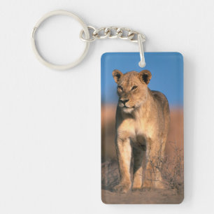 Portrait de lionne (Panthera Leo)