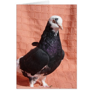 Portrait de Pigeon
