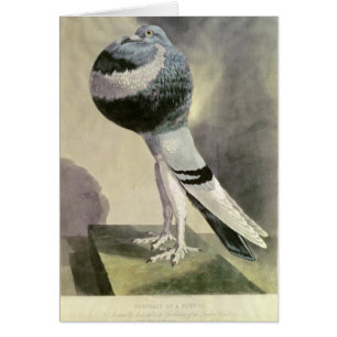 Portrait de pigeon de Pouter