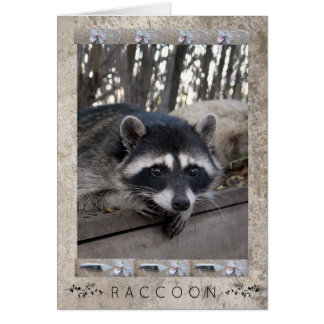 Portrait de Raccoon