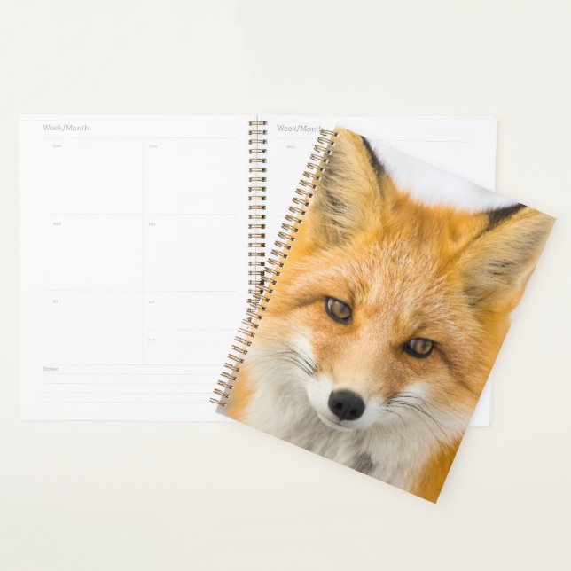 Portrait de renard roux (Devant avec enveloppe)
