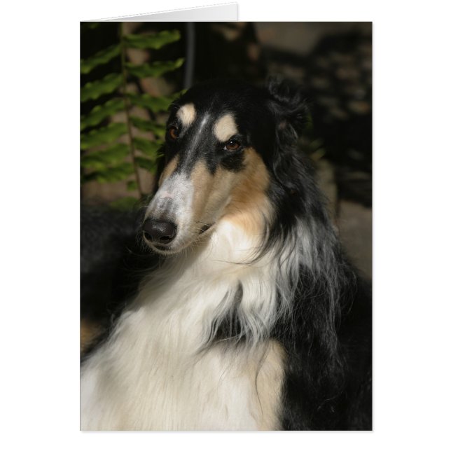 Portrait de Zulu (Devant)