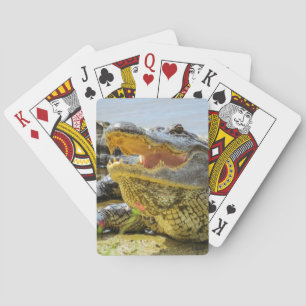 Portrait der amerikanischen Alligatorin - Gesichte Spielkarten