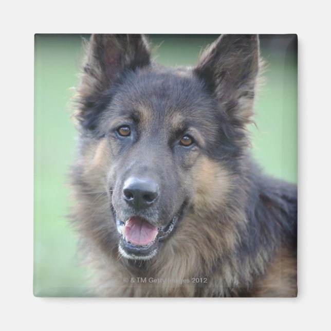 Portrait der deutschen Sheppard Magnet (Vorne)