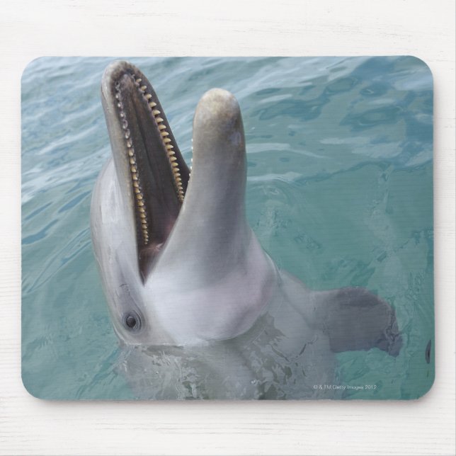 Portrait der Gemeinen Bottlenose-Dolphin, Karibik Mousepad (Vorne)