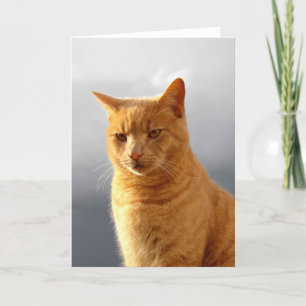 Portrait der Ingwerkatze Merlin Feiertagskarte