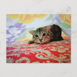 Portrait der Katze im Bett Postkarte