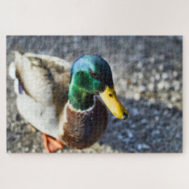 Portrait der männlichen Stockente nah