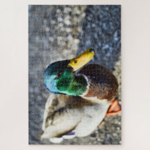Portrait der männlichen Stockente nah