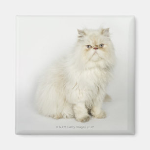Portrait der persischen Katze Magnet