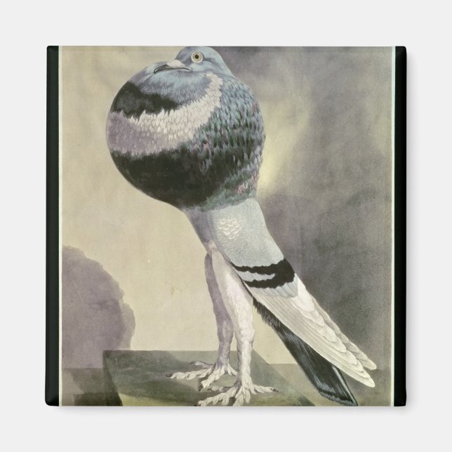 Portrait der Pouter-Taube Magnet (Vorne)
