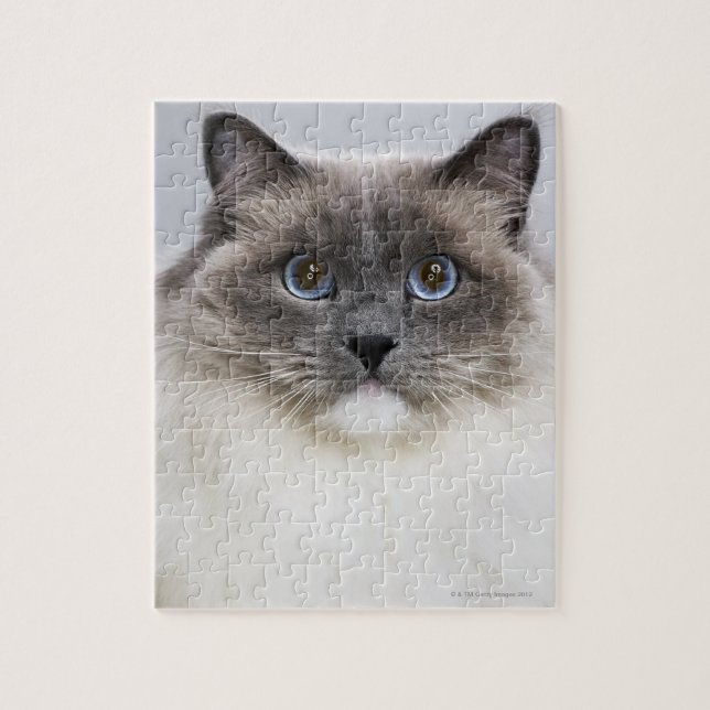 Portrait der Ragdoll-Katze (Vertikal)