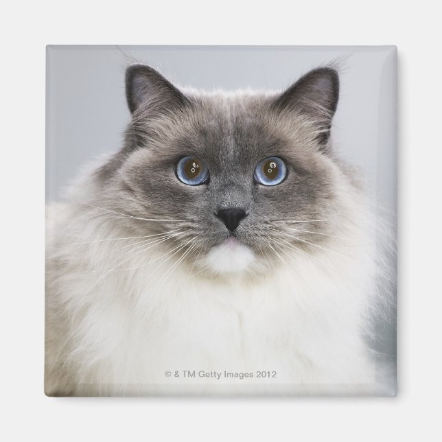 Portrait der Ragdoll-Katze Magnet (Vorne)