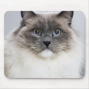 Portrait der Ragdoll-Katze Mousepad