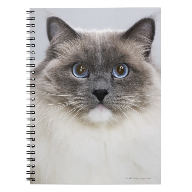 Portrait der Ragdoll-Katze Notizblock (Vorderseite)