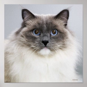 Portrait der Ragdoll Katze Poster