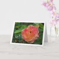 Portrait der Rose Rosa und Gelb