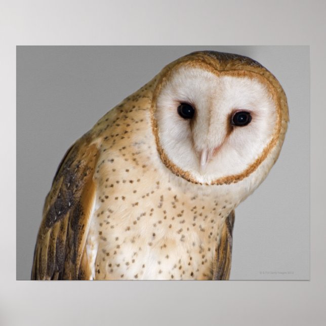 Portrait der Scheuneneule (Tyto alba). Poster (Vorne)