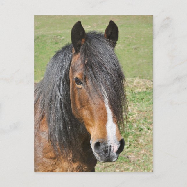 Portrait der walisischen Bucht Postkarte (Vorderseite)