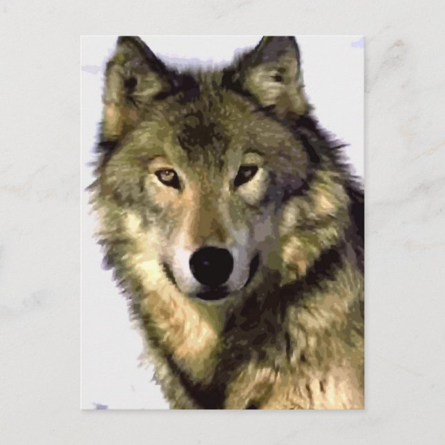 Portrait der Wolf-Post-Karte Postkarte (Vorderseite)
