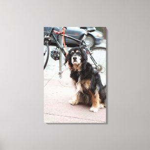 Portrait des Hundes, der erwartungsgemäß für den B Leinwanddruck