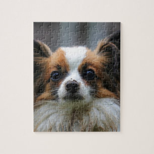 Portrait des reinrassigen Papillon-Hundes
