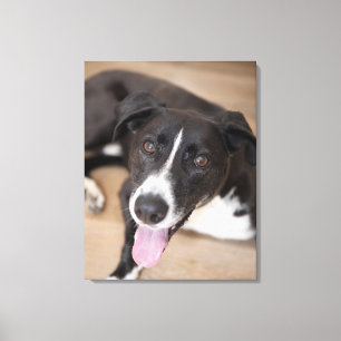 Portrait des schwarzen Hundes Leinwanddruck
