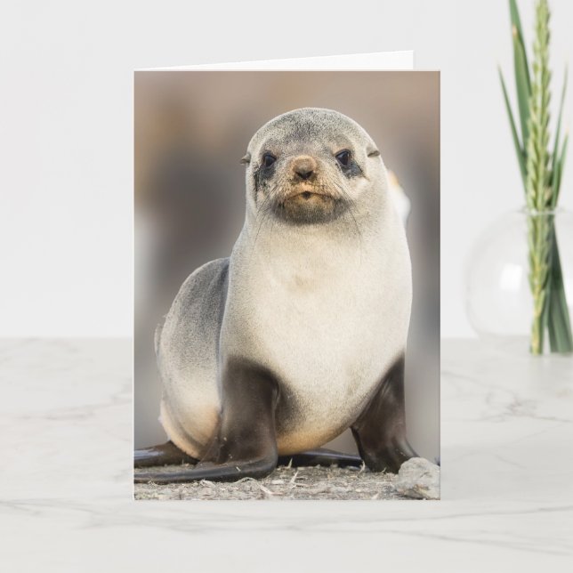 Portrait des Siegel Pup am Strand Karte (Vorderseite)