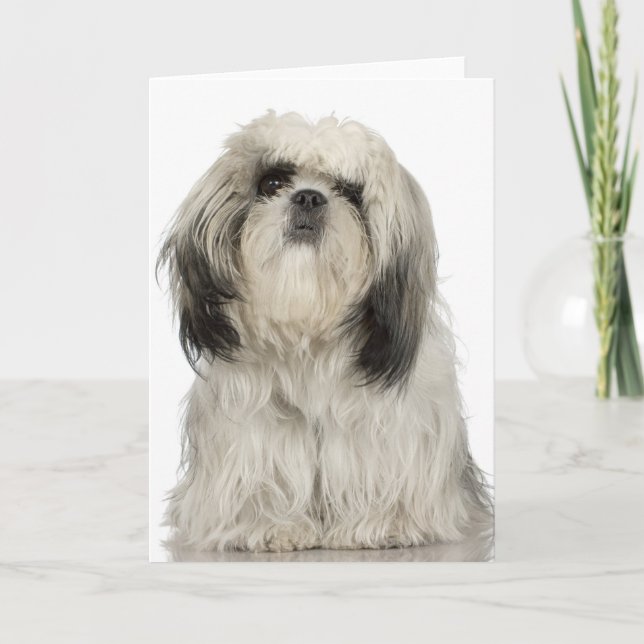 Portrait des tibetischen Terrier-Welpen Karte (Vorderseite)