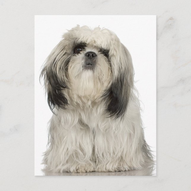 Portrait des tibetischen Terrier Welpen Postkarte (Vorderseite)