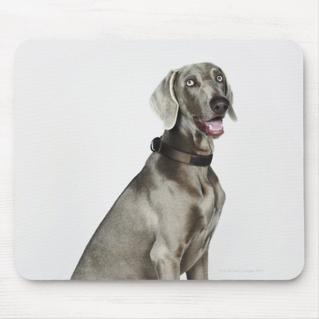 Portrait des Weimaraner Hundes Mousepad (Vorne)
