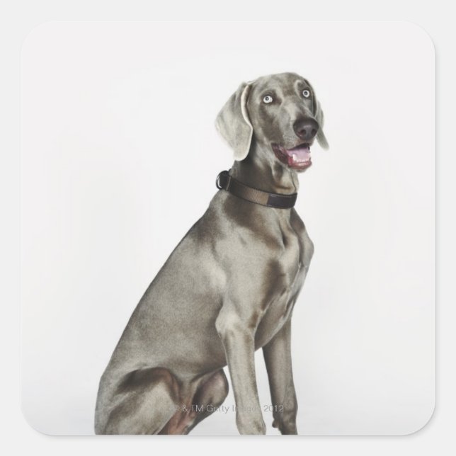 Portrait des Weimaraner Hundes Quadratischer Aufkleber (Vorderseite)