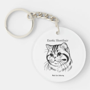 Portrait d'Exotic Shorthair