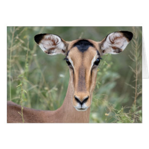 Portrait d'Impala