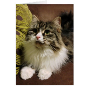Portrait doux d'un chat sibérien