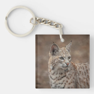 Portrait d'un Bobcat