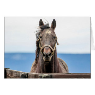 Portrait d'un cheval