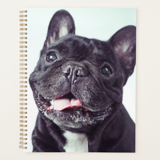 Portrait d'un chien de taureau français heureux (Devant)