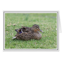 Portrait d'un colvert féminin