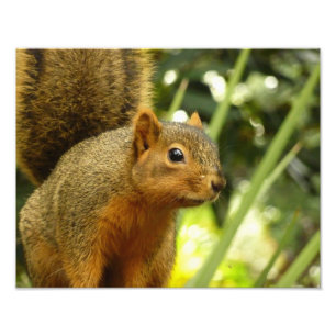 Portrait d'un écureuil Nature Animal Photographie