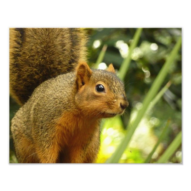 Portrait d'un écureuil Nature Animal Photographie (Devant)