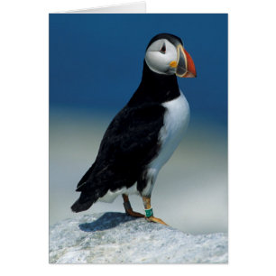 Portrait d'un Macareux Atlantique