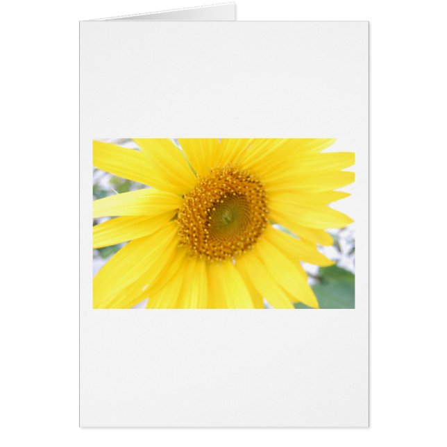 Portrait d'une tournesol (Devant)