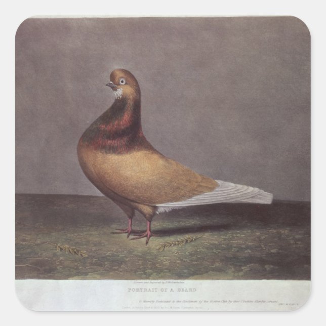 Portrait einer Bärentaube Quadratischer Aufkleber (Vorderseite)