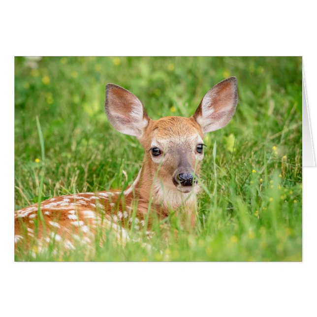 Portrait einer Faune (Weißschwanzhirsche) (Vorderseite (Horizontal))