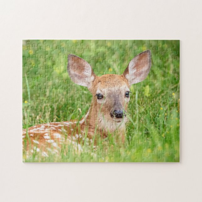 Portrait einer Faune (Weißschwanzhirsche) (Horizontal)