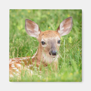 Portrait einer Faune (Weißschwanzhirsche) Magnet